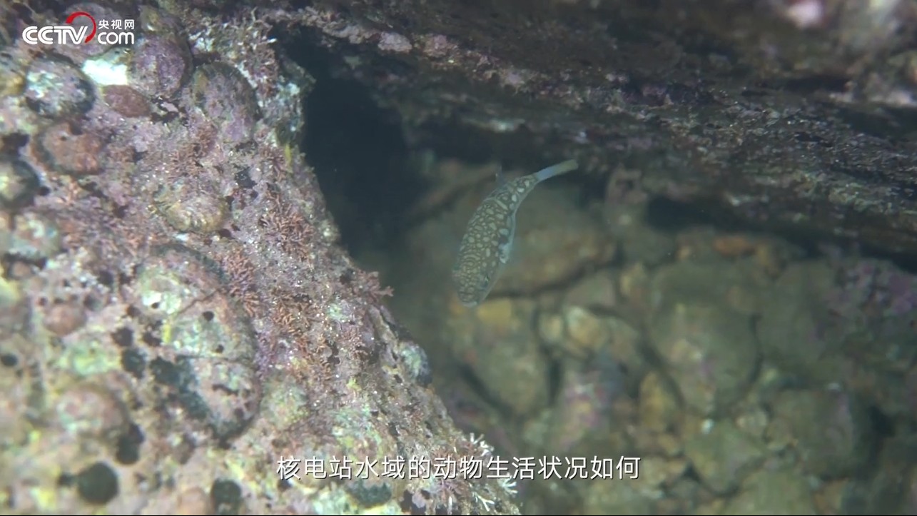 大亞灣核電站水域的動物會受到輻射影響嗎？環(huán)境工程師告訴你答案